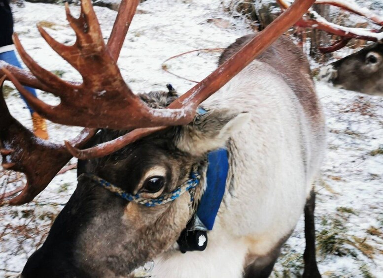 Picture 2 for Activity Rovaniemi: Reindeer Activity & Aurora BBQ Tour!