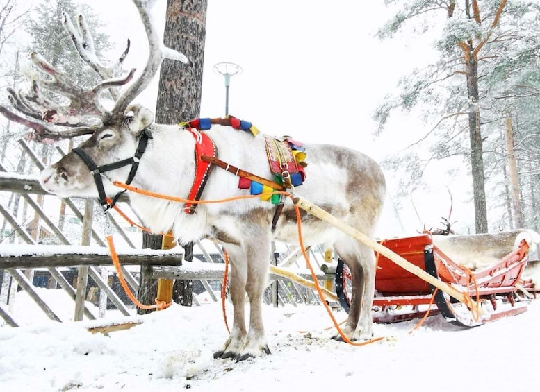 Rovaniemi: Reindeer Activity & Aurora BBQ Tour!