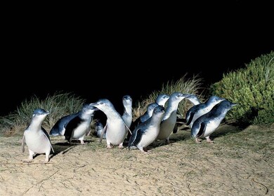 Desde Melbourne: tour de un día a Phillip Island y Penguin Parade