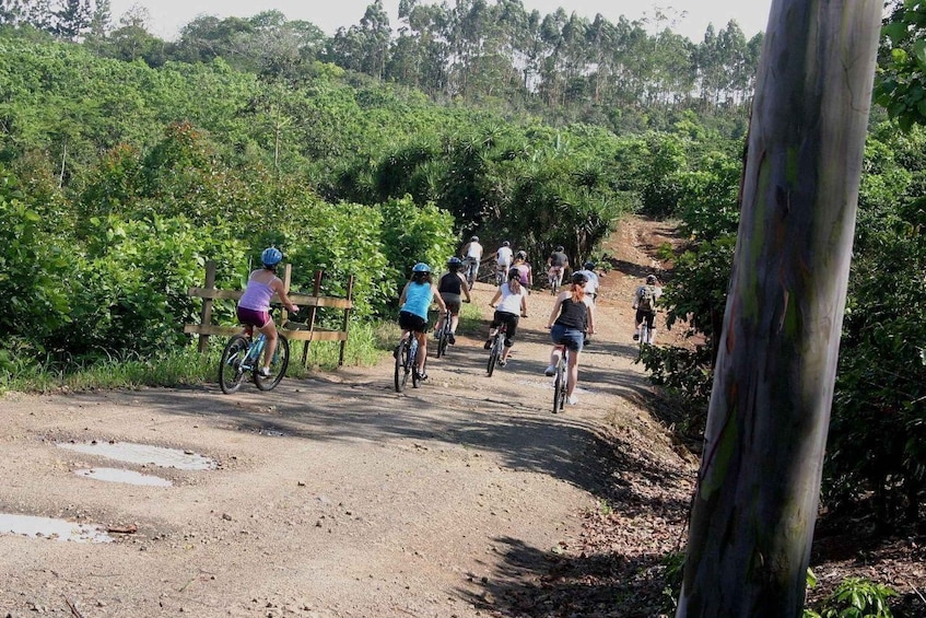 Picture 4 for Activity Uvita Beach: Jungle/Waterfalls Mountain Bike Tour in Uvita