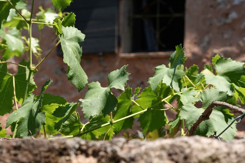 Picture 1 for Activity French Riviera: Provencal Wine Tour