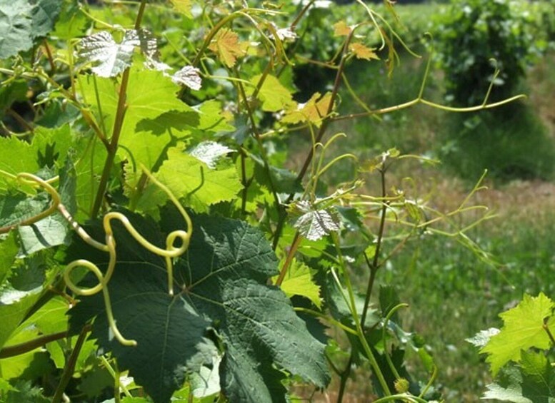 Picture 4 for Activity French Riviera: Provencal Wine Tour