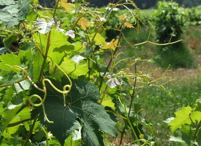 Picture 4 for Activity French Riviera: Provencal Wine Tour