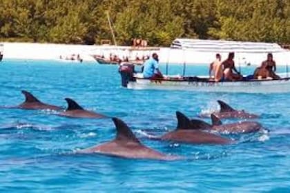 Zanzibar: Mnemba atoll, dolphin & snorkelling tour