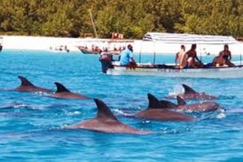 Mnemba atoll, dolphin & snorkelling tour