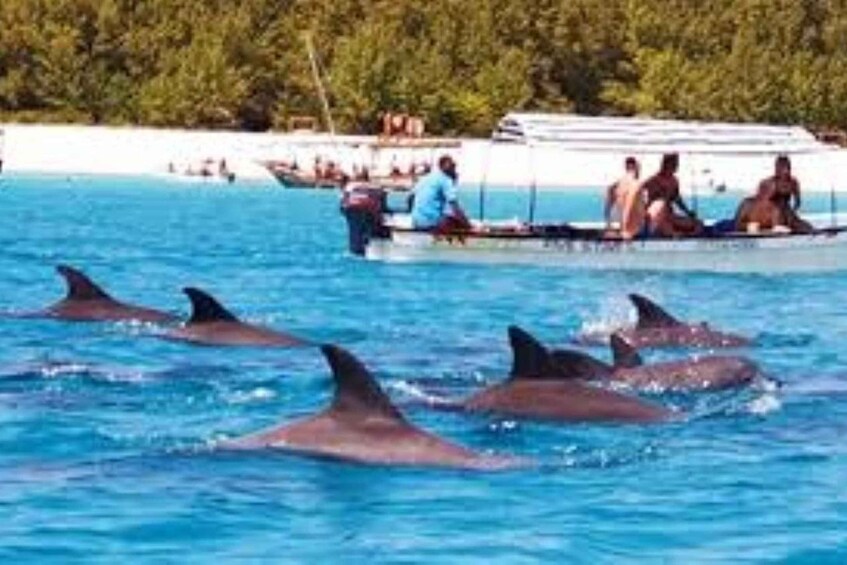 Mnemba atoll, dolphin & snorkelling tour