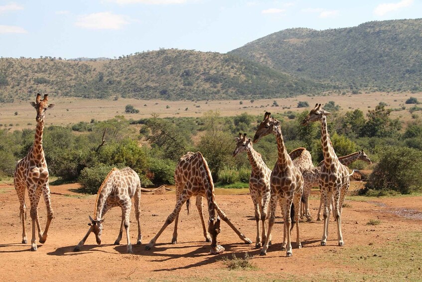 Picture 1 for Activity South Africa Joburg: Pilanesberg National Park Day Tour