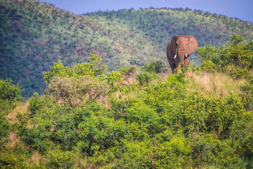 Picture 2 for Activity South Africa Joburg: Pilanesberg National Park Day Tour