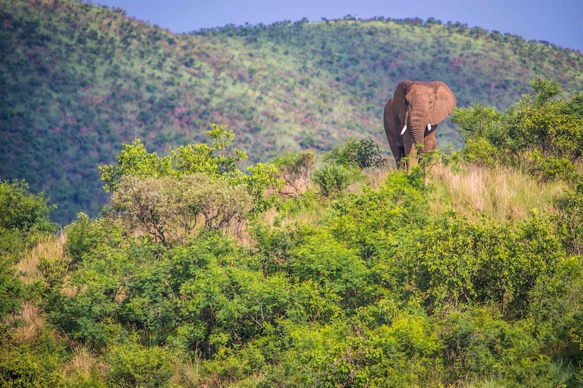 Picture 2 for Activity South Africa Joburg: Pilanesberg National Park Day Tour