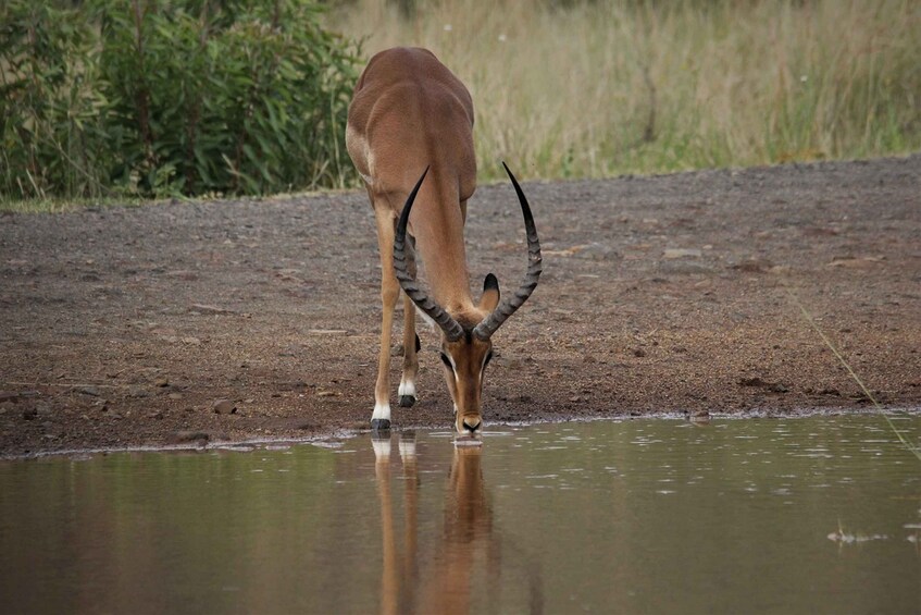 Picture 4 for Activity South Africa Joburg: Pilanesberg National Park Day Tour