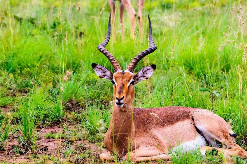 Picture 3 for Activity South Africa Joburg: Pilanesberg National Park Day Tour