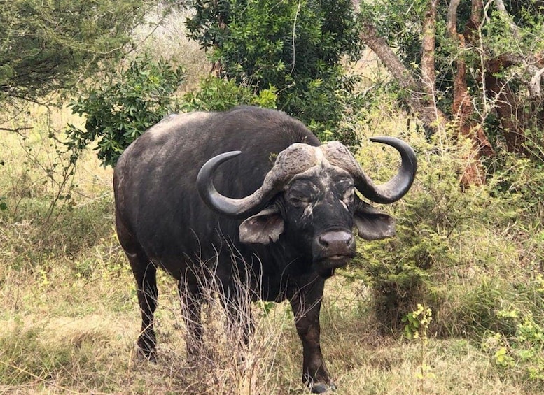 Picture 1 for Activity Safari Kruger National Park from Maputo