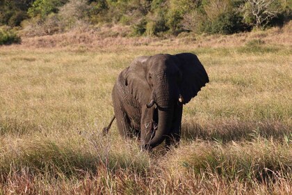 Safari Kruger National Park from Maputo