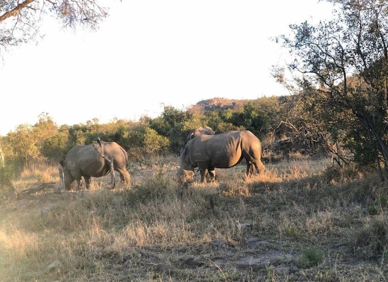 Picture 3 for Activity Safari Kruger National Park from Maputo