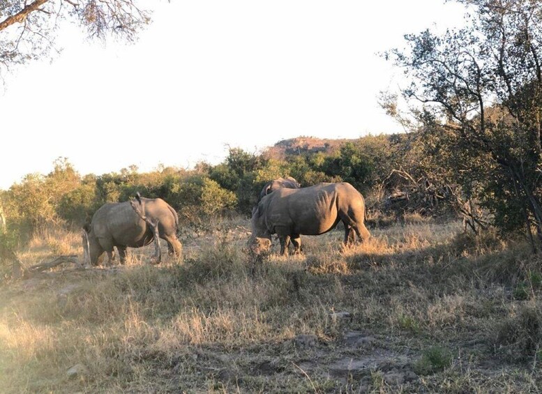 Picture 3 for Activity Safari Kruger National Park from Maputo