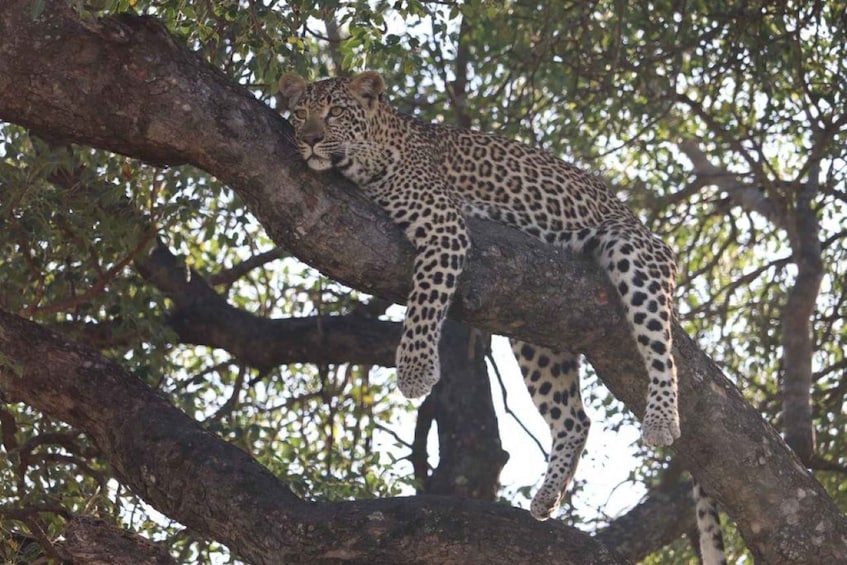 Picture 4 for Activity Safari Kruger National Park from Maputo