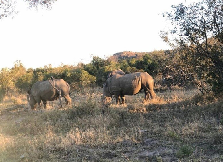 Picture 3 for Activity Safari Kruger National Park from Maputo