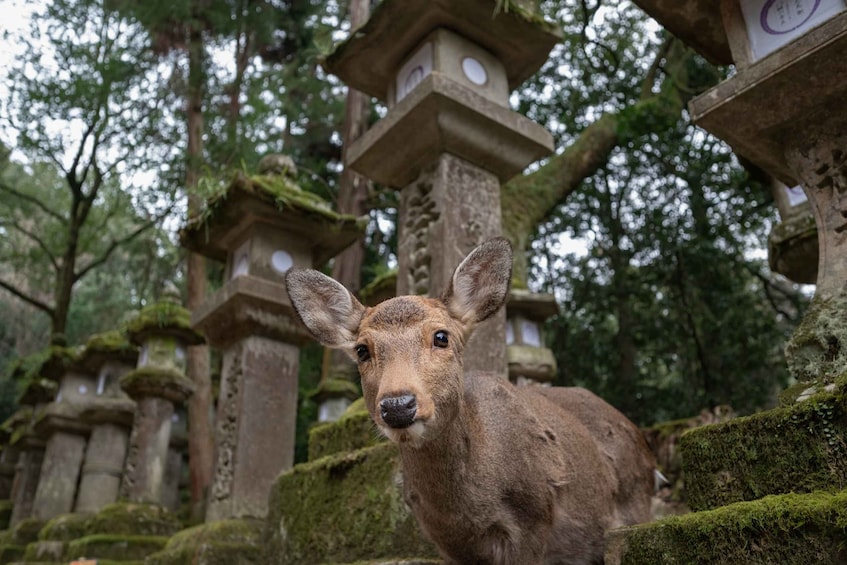 Picture 1 for Activity Nara: Todai-ji y parque de Nara (Spanish Guide)