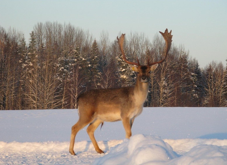 Picture 3 for Activity Turaida Reserve & Deer Safari on Latvia Winter Tour