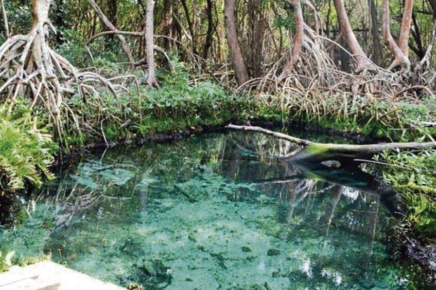 Picture 3 for Activity Campeche: Mangrove Tour