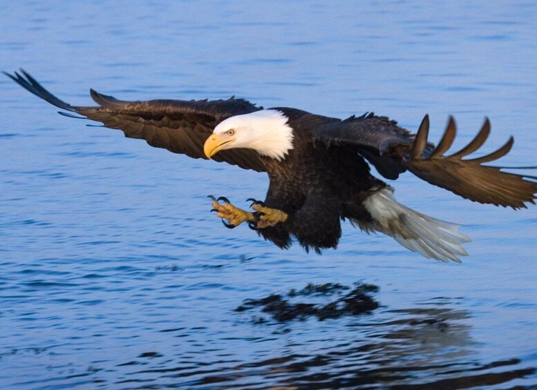 Picture 3 for Activity Private dolphin tours in the amazing Savannah Marsh