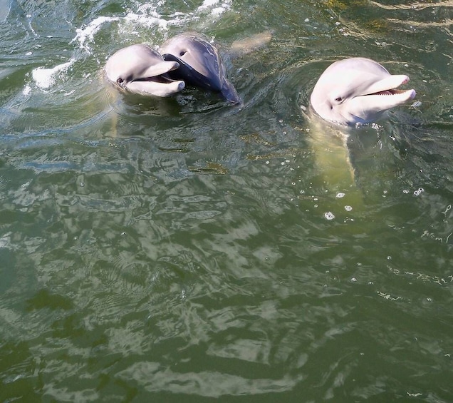 Picture 1 for Activity Private dolphin tours in the amazing Savannah Marsh