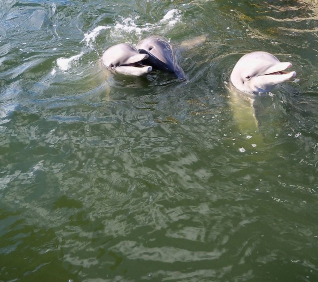 Picture 1 for Activity Private dolphin tours in the amazing Savannah Marsh