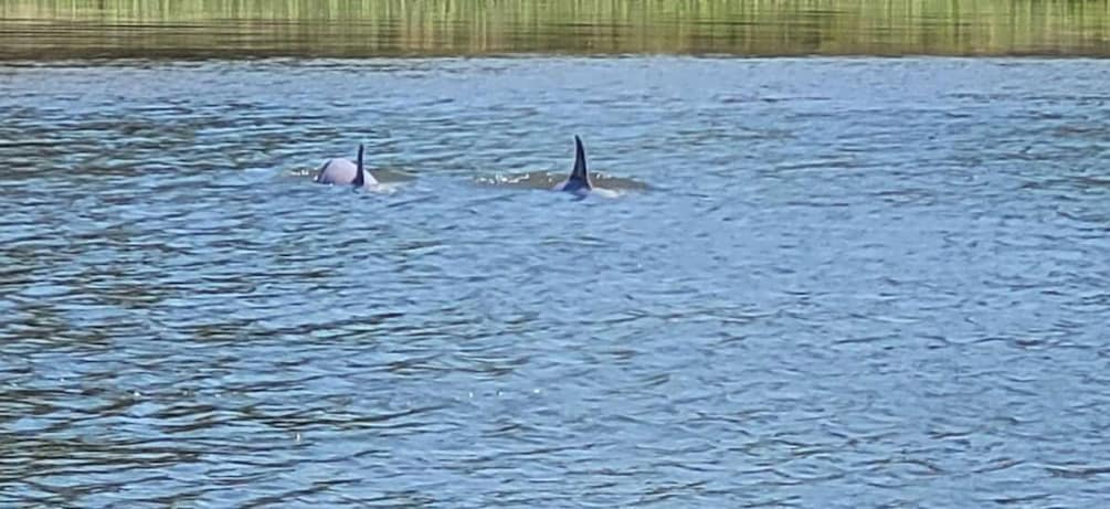 Picture 6 for Activity Private dolphin tours in the amazing Savannah Marsh
