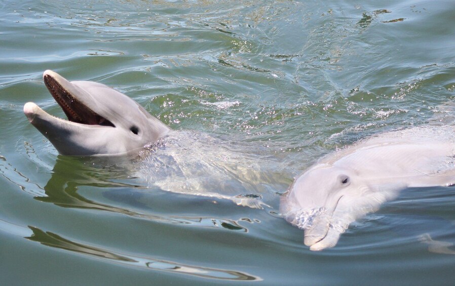 Private dolphin tours in the amazing Savannah Marsh