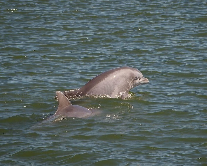 Picture 2 for Activity Private dolphin tours in the amazing Savannah Marsh