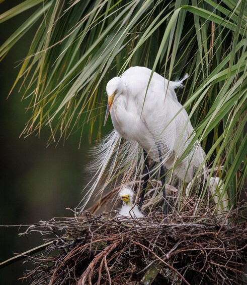 Picture 4 for Activity Private dolphin tours in the amazing Savannah Marsh