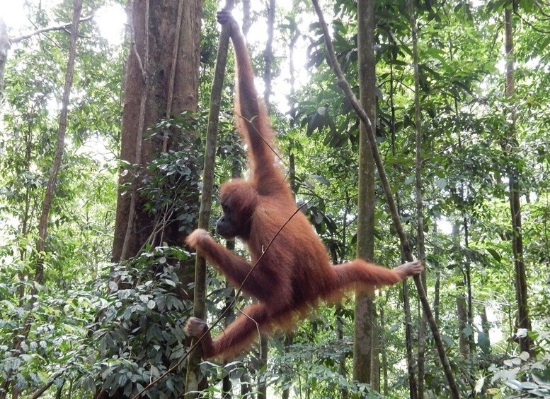 Picture 5 for Activity From Medan: 4 day tour to Bukit Lawang incl. jungle trek