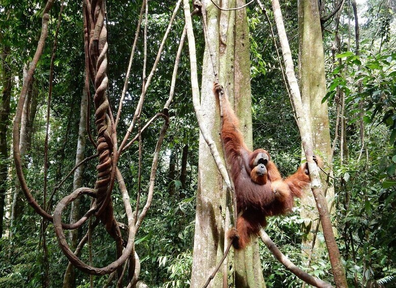 From Medan: 4 day tour to Bukit Lawang incl. jungle trek