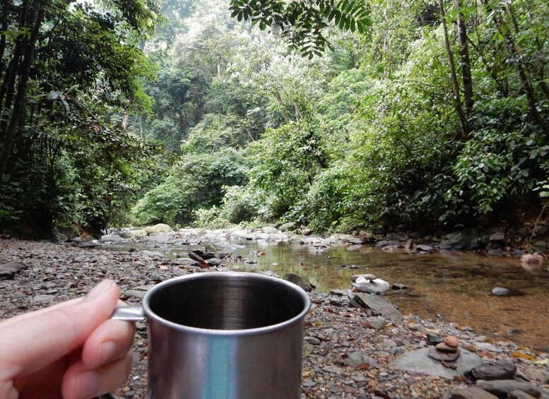 Picture 9 for Activity From Medan: 4 day tour to Bukit Lawang incl. jungle trek