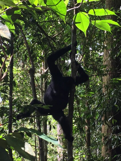 Picture 2 for Activity From Medan: 4 day tour to Bukit Lawang incl. jungle trek