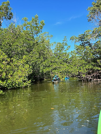 Marco Island: Mangrove Maze Kayak Tour (2hrs)