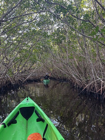 Picture 3 for Activity Marco Island: Mangrove Maze Kayak Tour (2hrs)