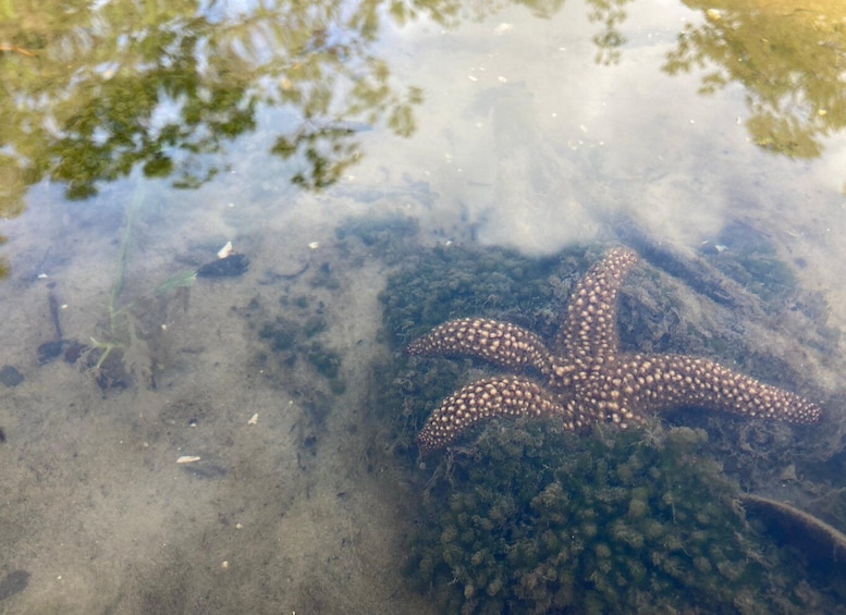 Picture 5 for Activity Marco Island: Mangrove Maze Kayak Tour (2hrs)