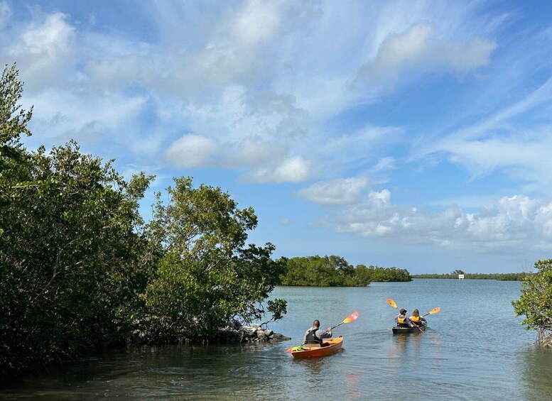 Picture 6 for Activity Marco Island: Mangrove Maze Kayak Tour (2hrs)