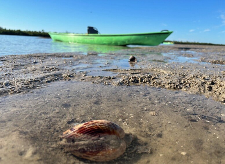 Picture 1 for Activity Marco Island: Mangrove Maze Kayak Tour (2hrs)