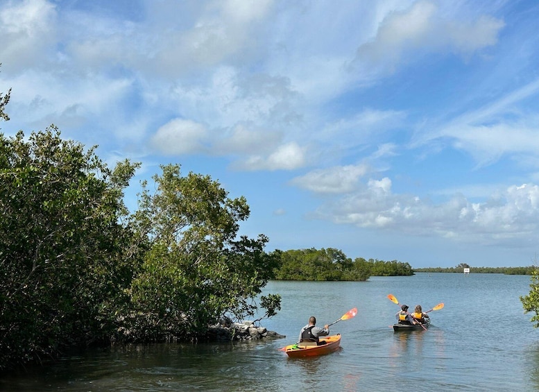 Picture 6 for Activity Marco Island: Mangrove Maze Kayak Tour (2hrs)