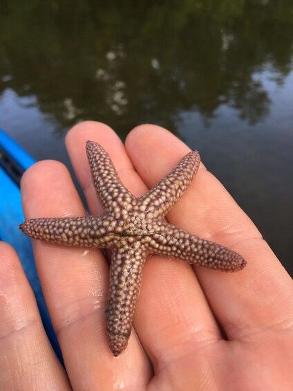 Picture 2 for Activity Marco Island: Mangrove Maze Kayak Tour (2hrs)