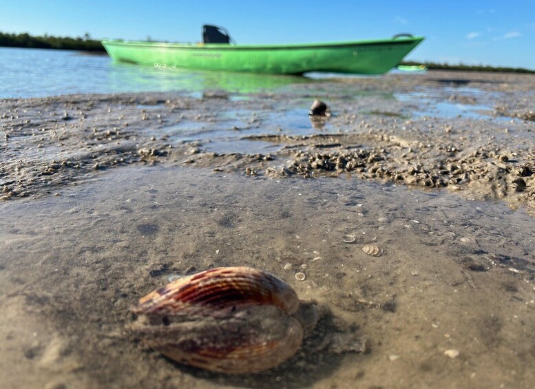 Picture 1 for Activity Marco Island: Mangrove Maze Kayak Tour (2hrs)