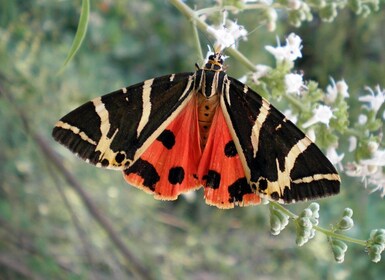 Rhodos: Schmetterlingstal & Weinverkostung (kleine Gruppe)