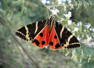 Rodas: recorrido por el valle de las mariposas y degustación de vinos (grup...