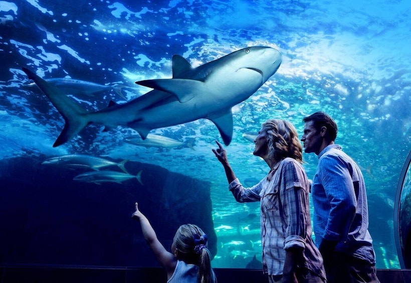 Picture 4 for Activity Cairns: Night at the Aquarium Guided Tour