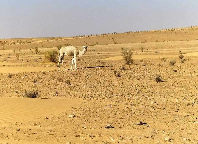 Picture 4 for Activity Ksar Ghilan (Oasis) One Day Tour : Starting from Djerba