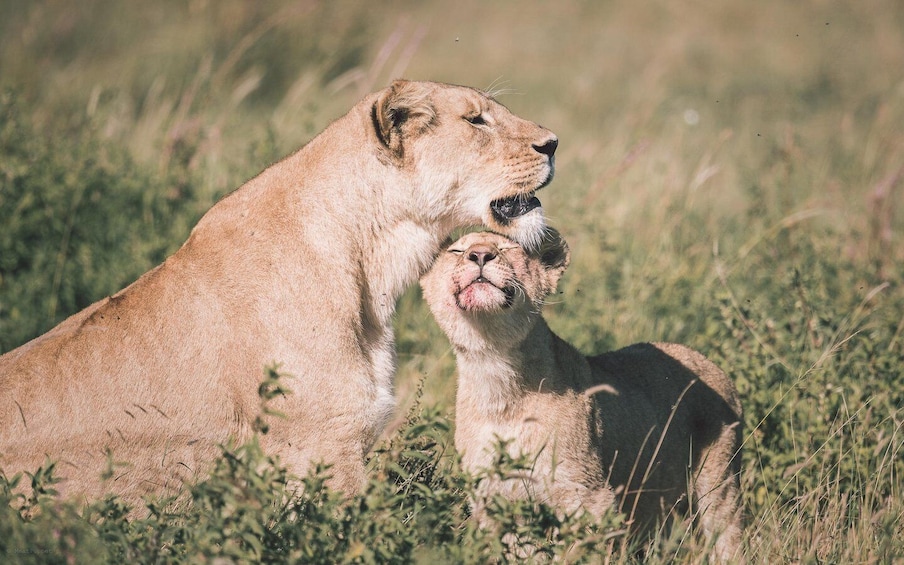 3 day Safari (joint camping) 3 day Zanzibar