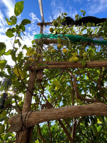 Picture 5 for Activity Private hike to the Path of the Lemons - Amalfi Coast