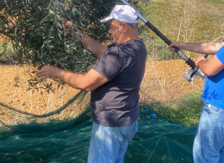 Picture 4 for Activity Visit and tasting of typical products on a farm in Segesta